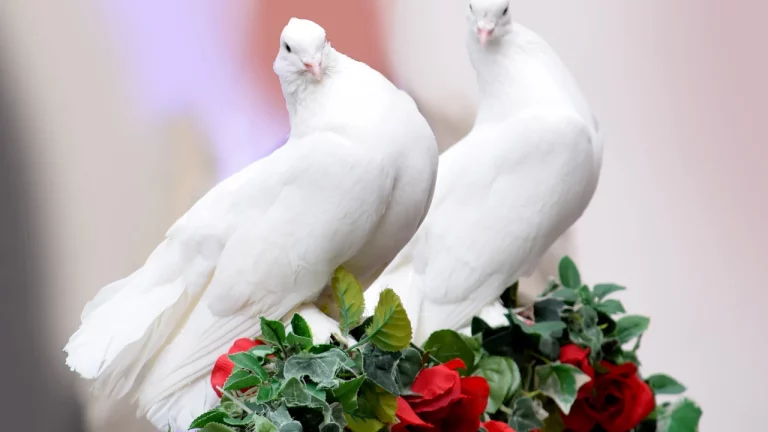Why Are Doves Hanging Around My House?