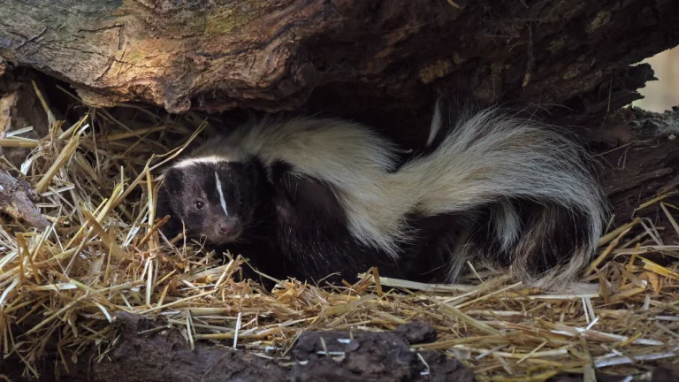 Why does my house smell like a skunk?