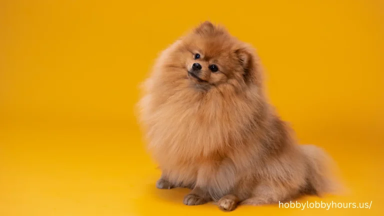 Tiny:vspf48zfklu= Pomeranian