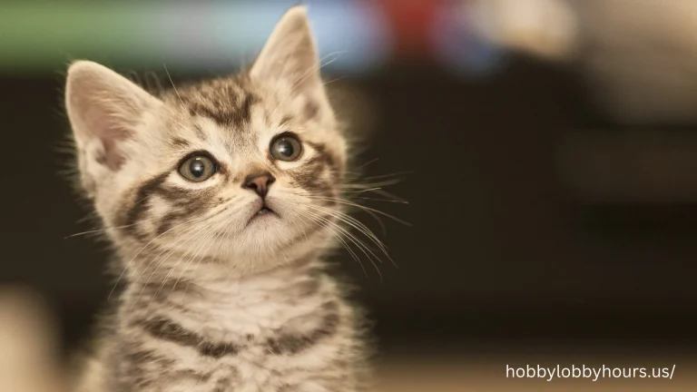 Kawaii:Mdxrjkgre8i= Cat: Magic For Cat Lovers!