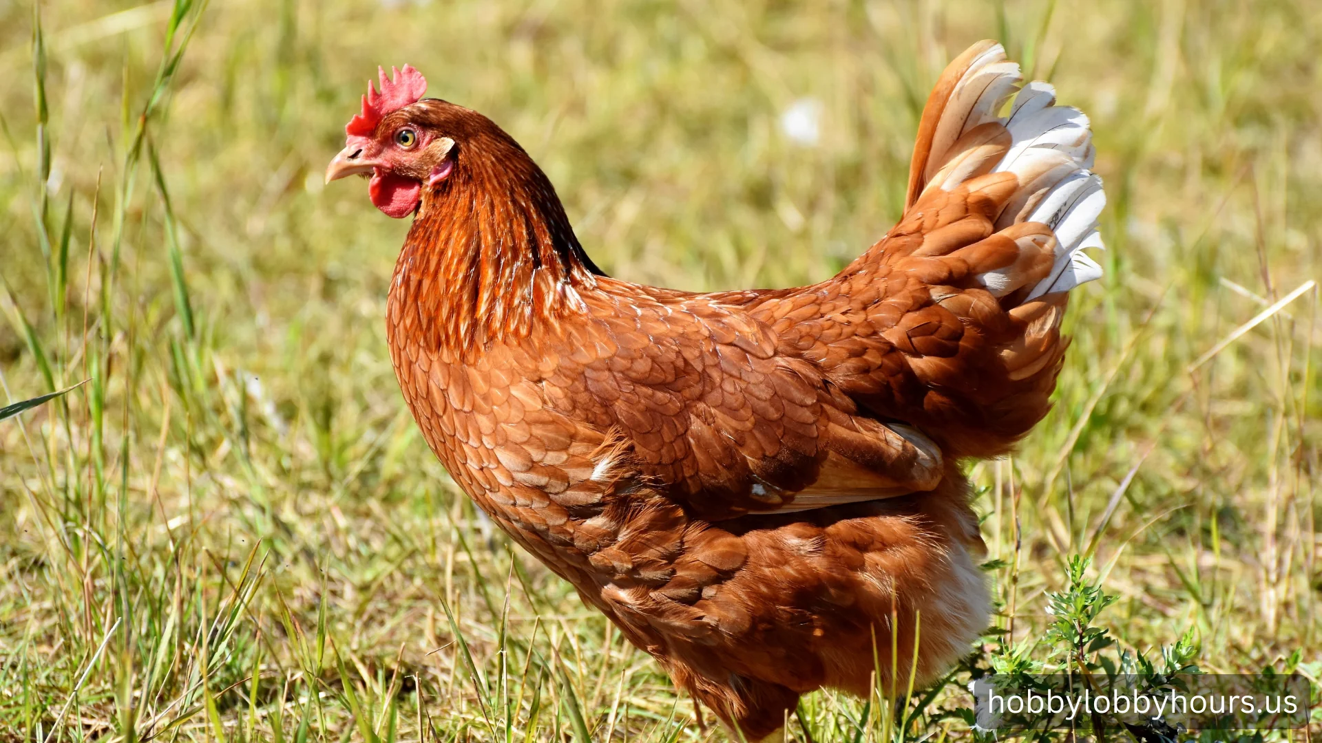 Live:p_3ijan3bzo= chicken