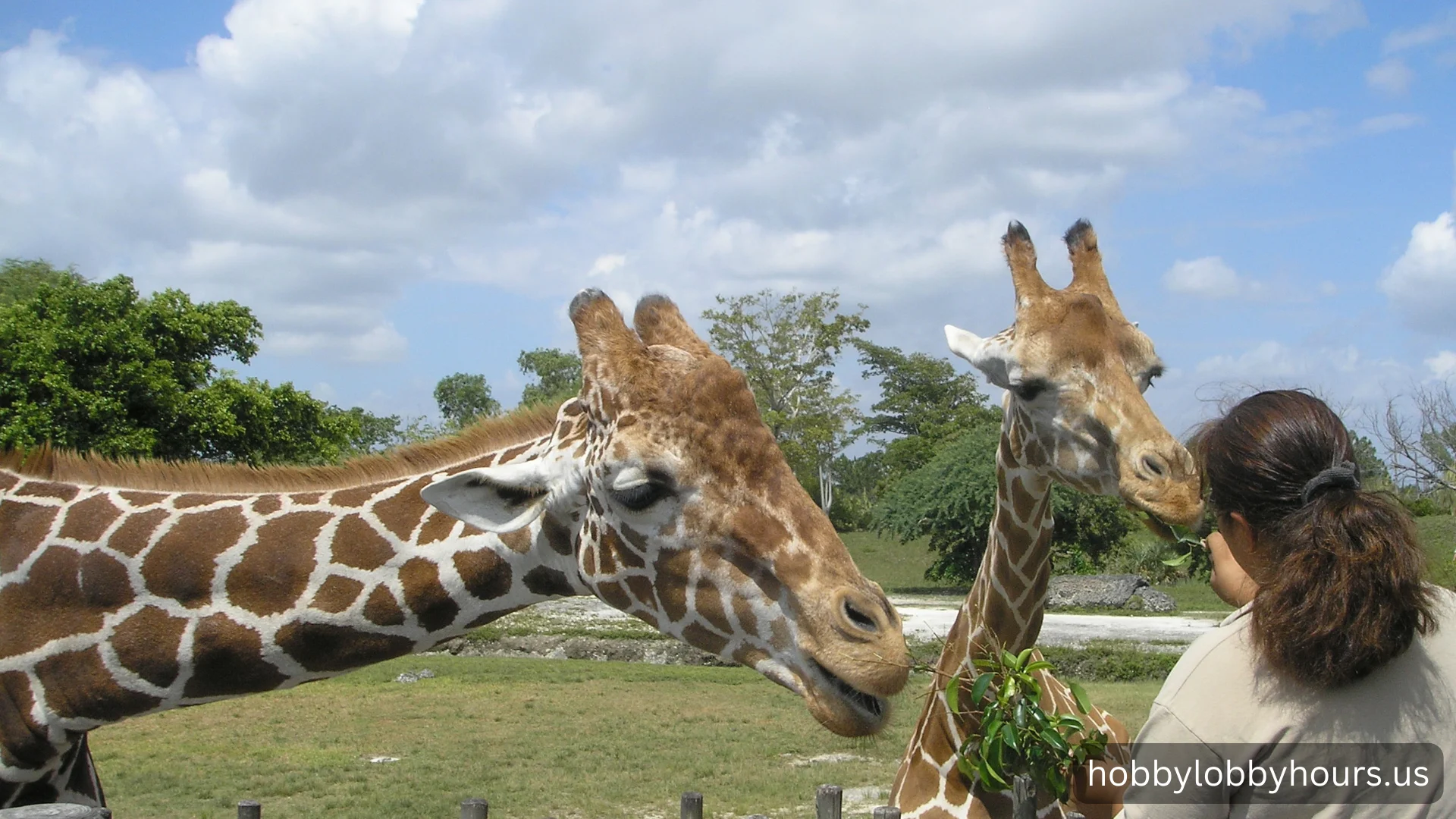 YA Magical Animal Zoo