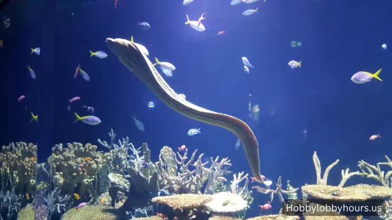 Bermuda Eel Rat