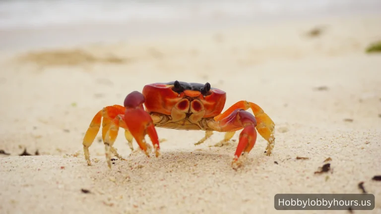 Do Crabs Have Eyebrows