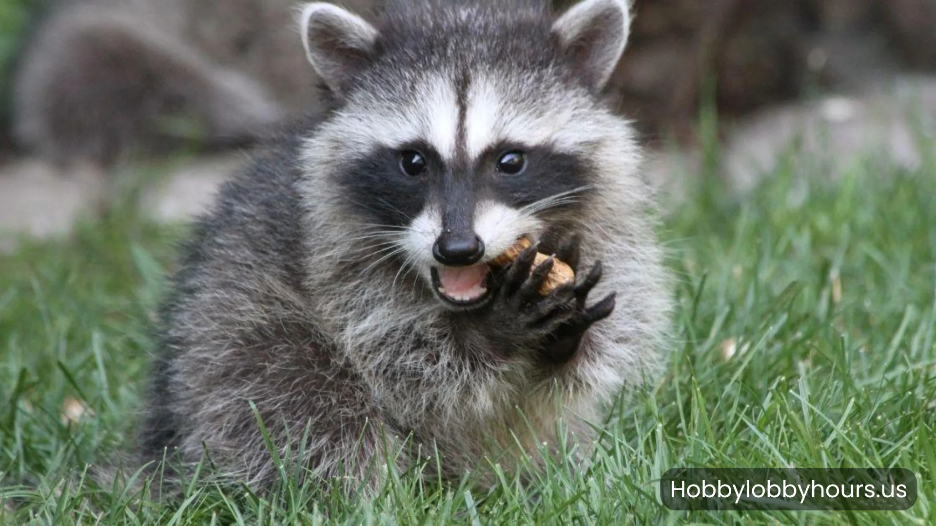 Raccoon Removal Indicators