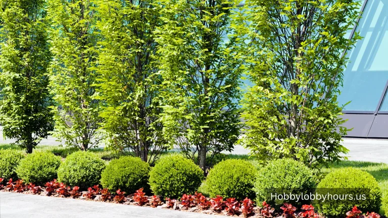Commercial and Residential Landscaping