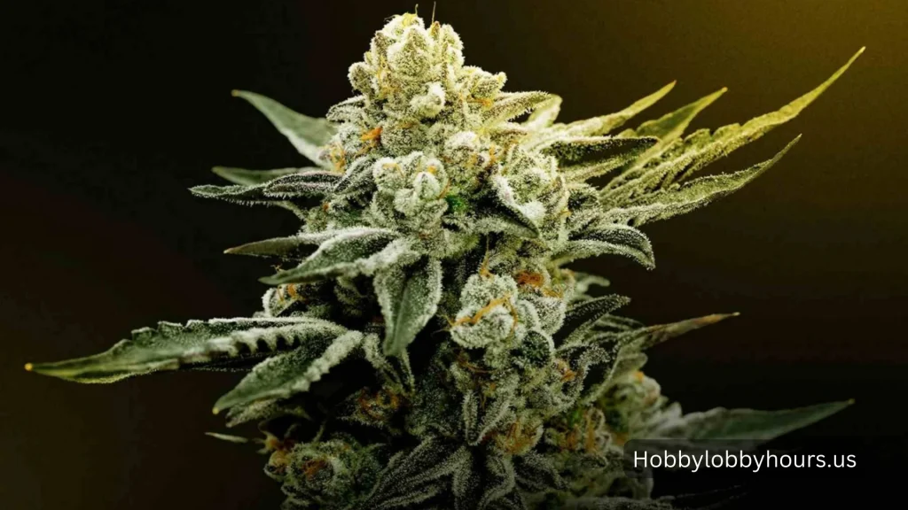 THCA Flower