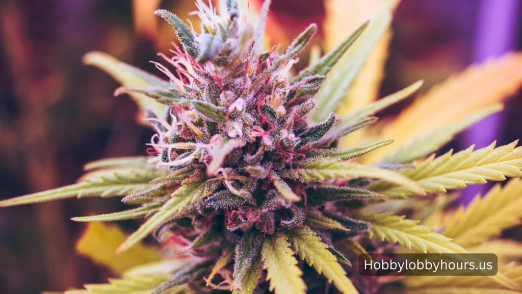 THCA Flower